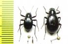 Philorea brevicornis, pair  Chile - INSECTS-STORE.RU