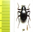 Philorea sp.  Chile - INSECTS-STORE.RU