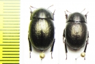 Praocis aenescens  Chile - INSECTS-STORE.RU