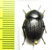 Praocis chevrolatii nigra  Chile - INSECTS-STORE.RU