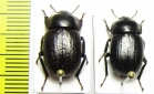 Praocis chevrolatii  Chile - INSECTS-STORE.RU