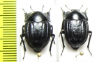 Praocis chilensis  Chile - INSECTS-STORE.RU