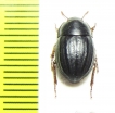 Praocis costata  Chile - INSECTS-STORE.RU