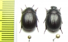 Praocis costatula  Chile - INSECTS-STORE.RU