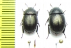 Praocis curta, pair  Chile - INSECTS-STORE.RU