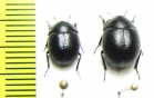 Praocis curtisi  Chile - INSECTS-STORE.RU