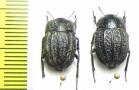 Praocis dentipes  Chile - INSECTS-STORE.RU