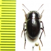 Praocis forsteri  Chile - INSECTS-STORE.RU