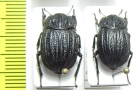 Praocis pleuroptera  Chile - INSECTS-STORE.RU