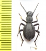 Psammetichus cekalovici  Chile - INSECTS-STORE.RU