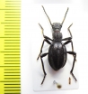 Psammetichus larraini  Chile - INSECTS-STORE.RU