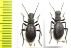 Psammetichus larraini, pair  Chile - INSECTS-STORE.RU