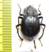 Psectrascelis crassiventris  Chile - INSECTS-STORE.RU