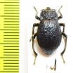 Psectrascelis davidsi  Chile - INSECTS-STORE.RU