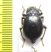 Psectrascelis pilipes  Chile - INSECTS-STORE.RU