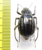 Psectrascelis pilosa  Chile - INSECTS-STORE.RU