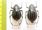 Psectrascelis pilosa, pair  Chile - INSECTS-STORE.RU