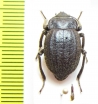 Psectrascelis rojasi  Chile - INSECTS-STORE.RU