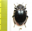 Psectrascelis rottmanni  Chile - INSECTS-STORE.RU