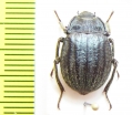 Psectrascelis strigosula  Chile - INSECTS-STORE.RU