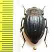 Psectrascelis subcostata  Chile - INSECTS-STORE.RU