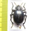 Psectrascelis subdepressa  Chile - INSECTS-STORE.RU