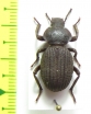 Scotobius kirbyi  Chile - INSECTS-STORE.RU