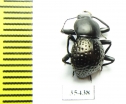 Tenebrionidae sp.  Mexico - INSECTS-STORE.RU