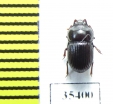 Tenebrionidae sp.  Mexico - INSECTS-STORE.RU
