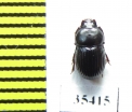 Tenebrionidae sp.  Mexico - INSECTS-STORE.RU