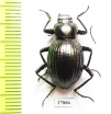 Tenebrionidae sp.  Mexico - INSECTS-STORE.RU