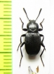 Tenebrionidae sp.  Mexico - INSECTS-STORE.RU