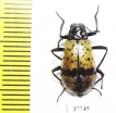 Tenebrionidae sp.  Honduras - INSECTS-STORE.RU