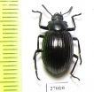 Tenebrionidae sp.  Honduras - INSECTS-STORE.RU