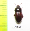 Tenebrionidae sp.  Venezuela - INSECTS-STORE.RU