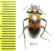 Tenebrionidae sp.  Costa Rica - INSECTS-STORE.RU
