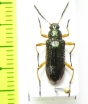Tenebrionidae sp.  Costa Rica - INSECTS-STORE.RU