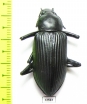 Tenebrionidae sp.  Costa Rica - INSECTS-STORE.RU