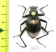 Tenebrionidae sp.  Costa Rica - INSECTS-STORE.RU