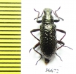 Tenebrionidae sp.  Costa Rica   - INSECTS-STORE.RU