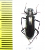 Tenebrionidae sp.  Ecuador - INSECTS-STORE.RU
