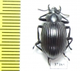 Tenebrionidae sp.  Ecuador - INSECTS-STORE.RU