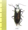 Tenebrionidae sp.  Ecuador - INSECTS-STORE.RU