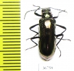 Tenebrionidae sp.  Ecuador - INSECTS-STORE.RU