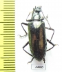 Tenebrionidae sp.  Ecuador - INSECTS-STORE.RU