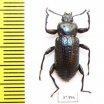 Tenebrionidae sp.  Ecuador - INSECTS-STORE.RU