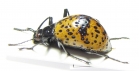 Tenebrionidae sp.  Peru - INSECTS-STORE.RU
