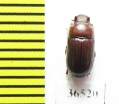 Tenebrionidae sp.  Peru - INSECTS-STORE.RU