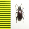 Tenebrionidae sp.  Peru - INSECTS-STORE.RU