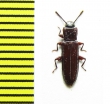 Tenebrionidae sp.  Peru - INSECTS-STORE.RU